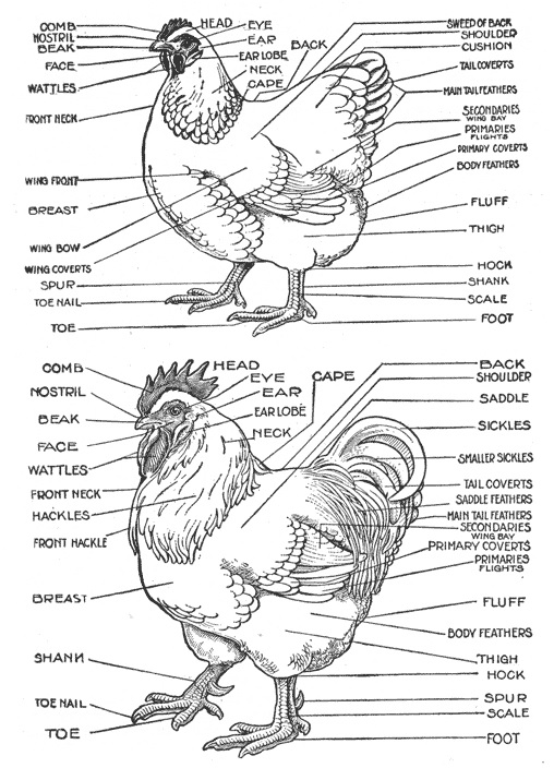 chicken-and-rooster