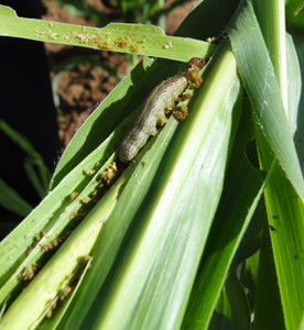 armyworm