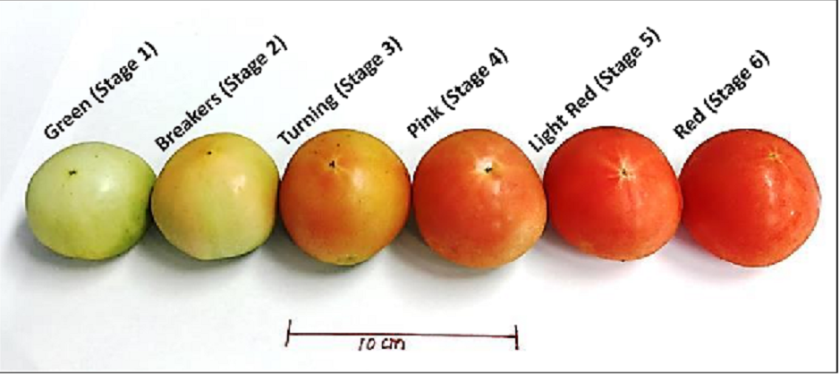 Tomato Ripening Color Chart